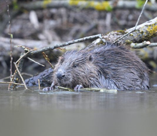 Fleißiger Bauherr Biber sind nachtaktiv. In den frühen Morgen- oder Abendstunden bekommt man sie aber durchaus zu Gesicht.