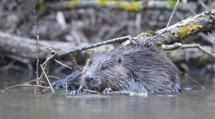 Fleißiger Bauherr Biber sind nachtaktiv. In den frühen Morgen- oder Abendstunden bekommt man sie aber durchaus zu Gesicht.