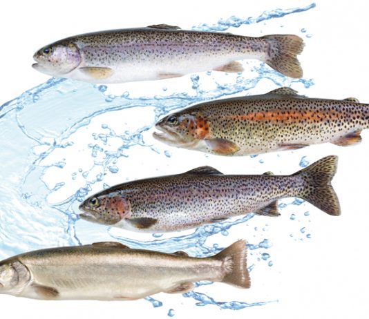 Fische aus dem Sägenbach