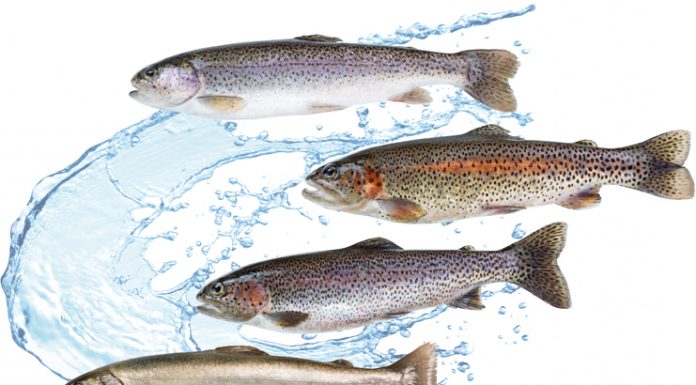 Fische aus dem Sägenbach