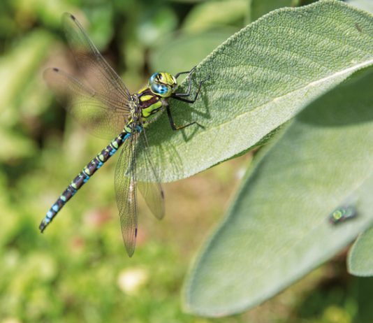 Libellen – Luftakrobatik in schönster Form Die Blaugrüne Mosaikjungfer ist die häufigste Libelle in der Region. Sie sticht gerne Treibholz an und legt ihre Eier dort ab.