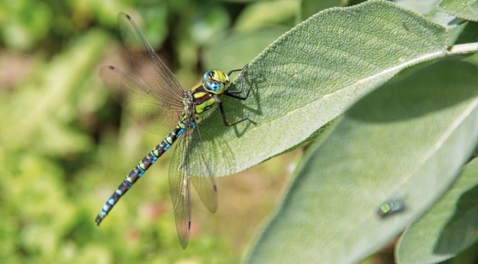 Libellen – Luftakrobatik in schönster Form Die Blaugrüne Mosaikjungfer ist die häufigste Libelle in der Region. Sie sticht gerne Treibholz an und legt ihre Eier dort ab.