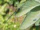 Libellen – Luftakrobatik in schönster Form Die Blaugrüne Mosaikjungfer ist die häufigste Libelle in der Region. Sie sticht gerne Treibholz an und legt ihre Eier dort ab.