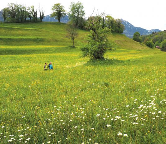 Vorarlbergs schönste Blumenwiese liegt in Bludesch
