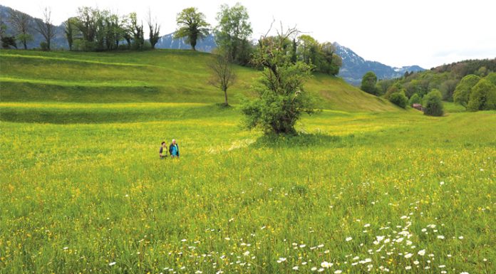 Vorarlbergs schönste Blumenwiese liegt in Bludesch