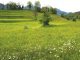 Vorarlbergs schönste Blumenwiese liegt in Bludesch