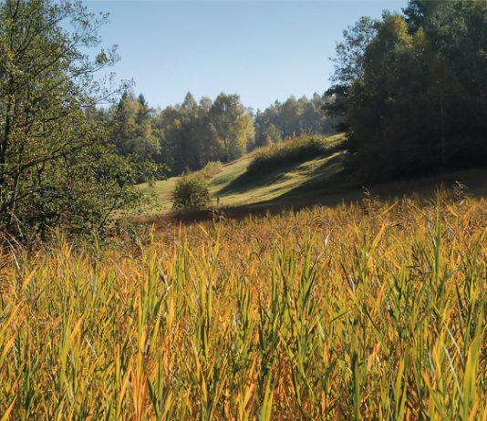 Bazora-Stutzberg Schattenreich