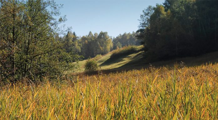 Bazora-Stutzberg Schattenreich