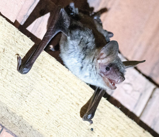 Großes Mausohr: Wochenstube im Kirchengebälk