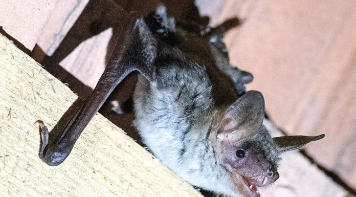 Großes Mausohr: Wochenstube im Kirchengebälk