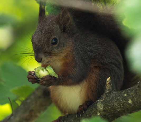 Eichhörnchen – Einzelgänger mit Hang zum „Cocooning”