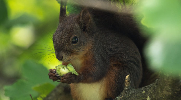 Eichhörnchen – Einzelgänger mit Hang zum „Cocooning”