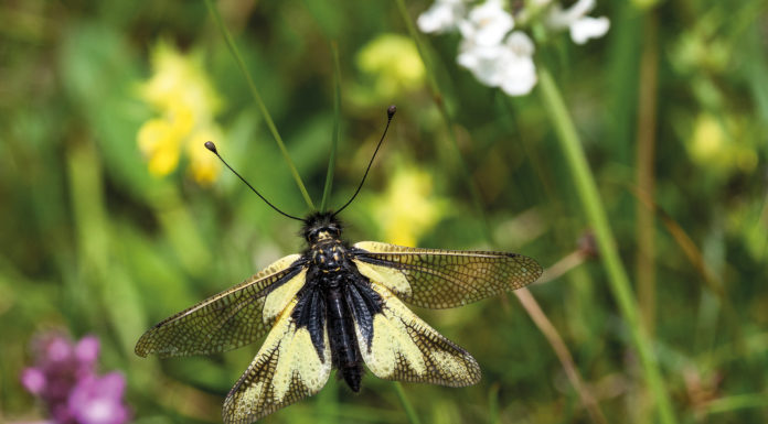 Sonnenanbeter auf unseren Wiesen