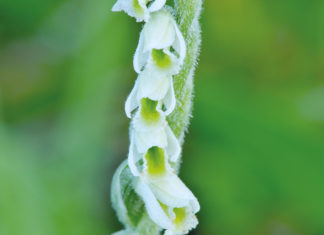 Herbst-Drehwurz (Spiranthes spiralis)