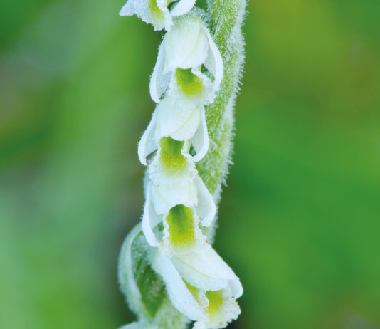 Herbst-Drehwurz (Spiranthes spiralis)