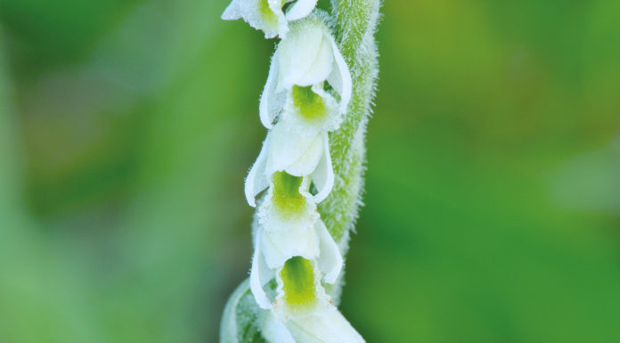 Herbst-Drehwurz (Spiranthes spiralis)