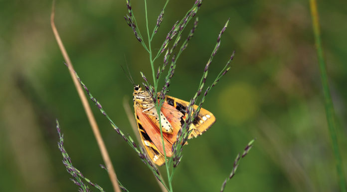 Flatterhaft: Der Russische Bär