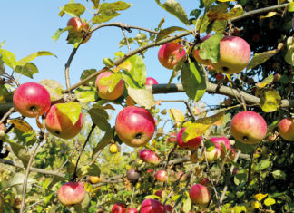 Die Region feiert ihre Apfel- und Kartoffelernte