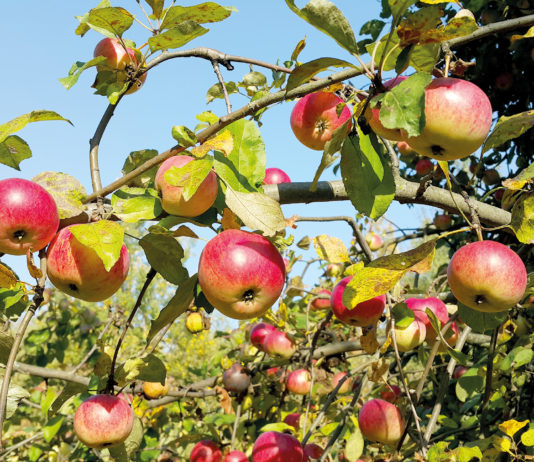 Die Region feiert ihre Apfel- und Kartoffelernte