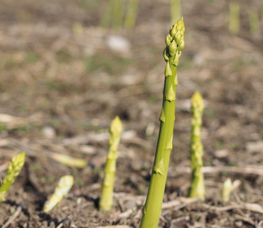 Genussvolles Statement