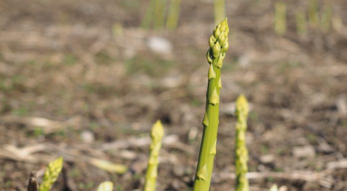 Genussvolles Statement