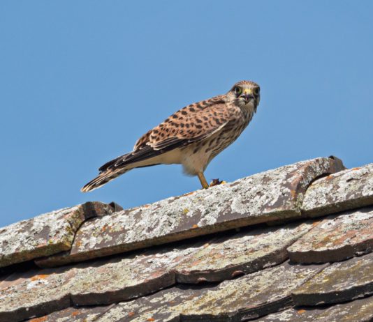 Turmfalke