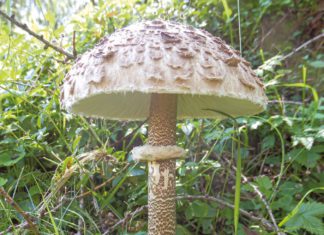 Jetzt haben Pilze Hochsaison