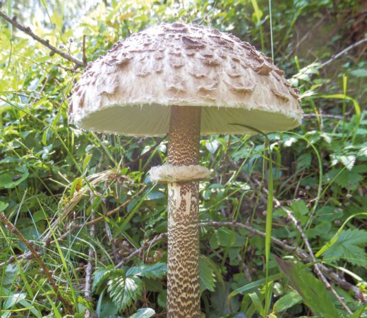 Jetzt haben Pilze Hochsaison