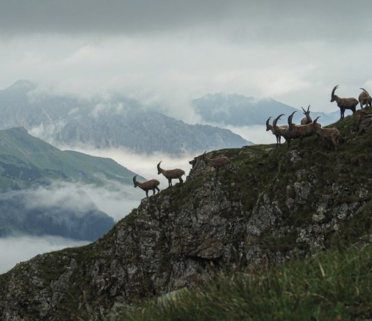 Universum im Gamperdonatal