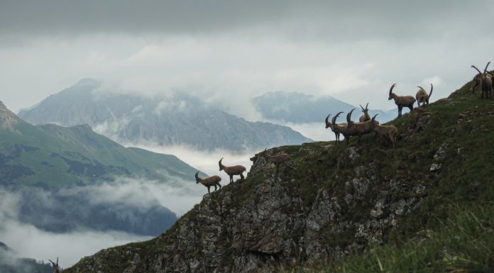 Universum im Gamperdonatal