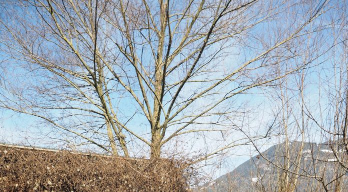 Faul sein für die Vielfalt