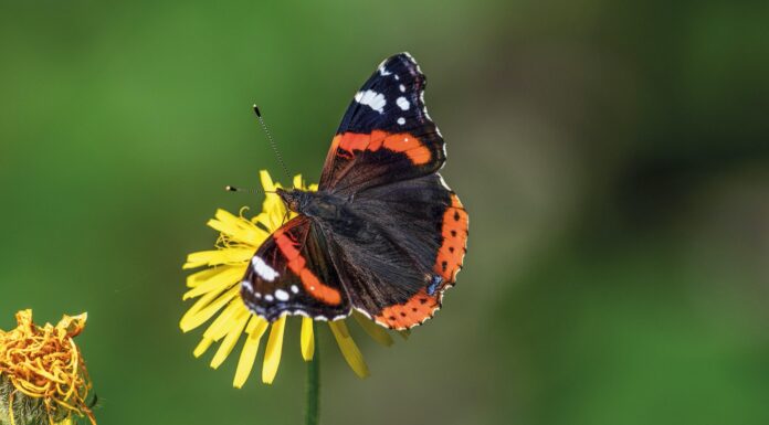 Sommergäste im Anflug