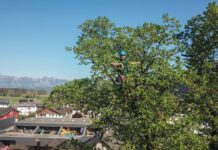 Spiderman ist nur Fiktion. Im Baum, da turnt Treeman