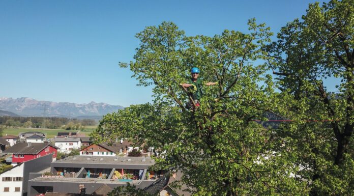 Spiderman ist nur Fiktion. Im Baum, da turnt Treeman