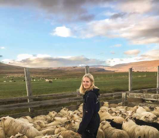 Als Schafhirtin in den Westfjorden