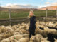 Als Schafhirtin in den Westfjorden