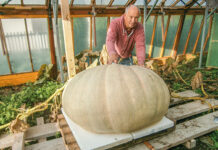 Prinzessin auf der Erde