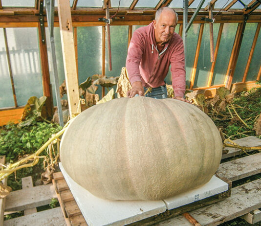 Prinzessin auf der Erde