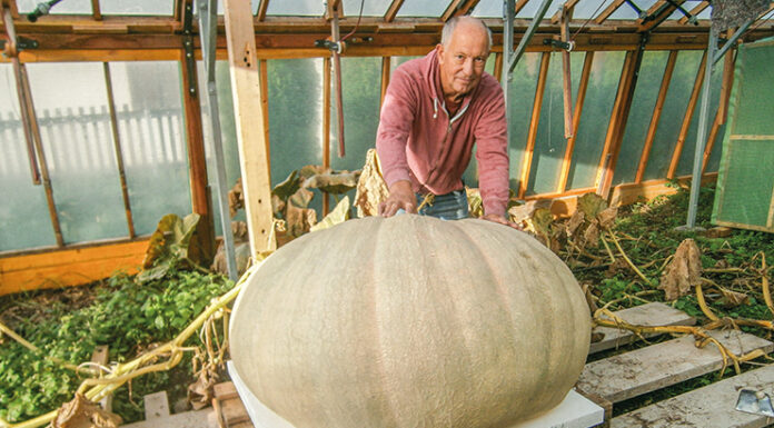 Prinzessin auf der Erde