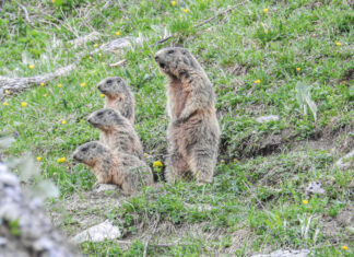 Überlebenskünstler mit starkem Gemeinschaftssinn