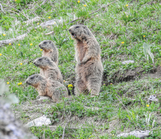 Überlebenskünstler mit starkem Gemeinschaftssinn