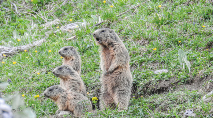 Überlebenskünstler mit starkem Gemeinschaftssinn