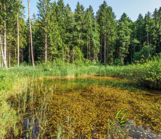 Naturkleinod mitten im Wald