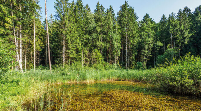 Naturkleinod mitten im Wald