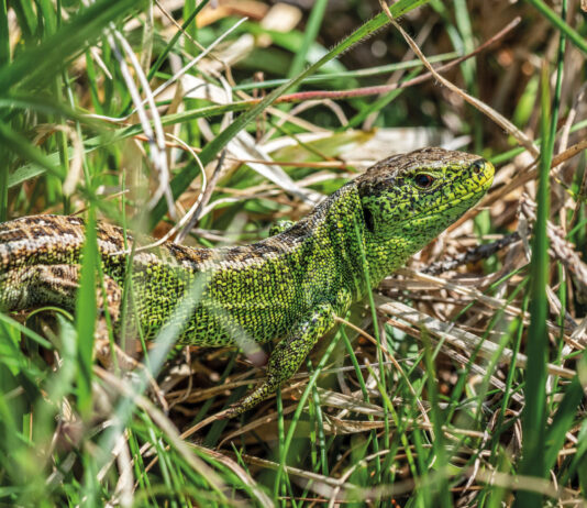Eidechse: Wie aus einer anderen Zeit