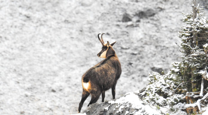 Gämsen – Alpine Kletterprofis