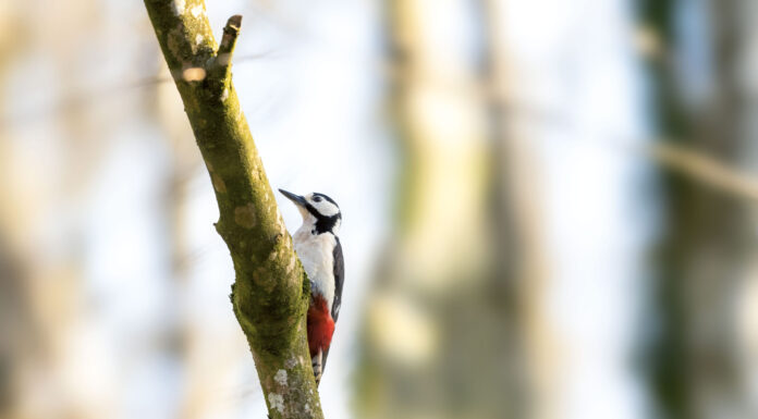 Spechte – Fleißige Trommler und Zimmerleute