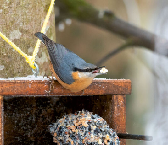 Gefiederte Besucher im Garten