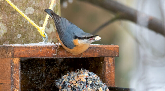 Gefiederte Besucher im Garten