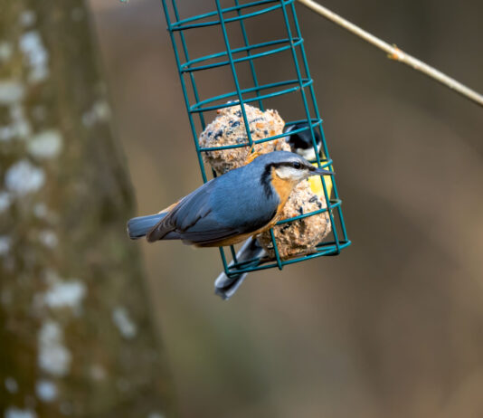 Lehmbaumeister Kleiber
